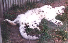 snow leopard tummy
