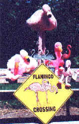 The Flock - of flamingos