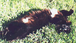 Cat belly?  Skywise belly up