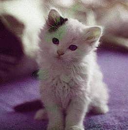 The Cutest Kitten!
