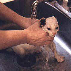 Washing the kitten