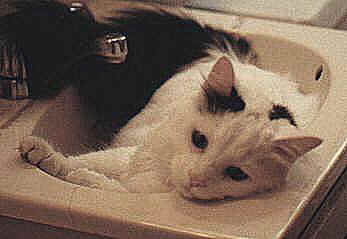 Lounging in the apartment bathroom sink