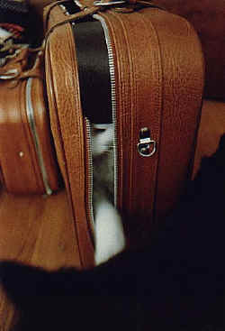 'Mitri in the luggage