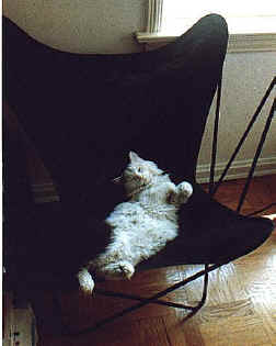 Lounging in the butterfly chair