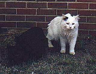 Sky and 'Mitri in the backyard