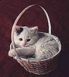 Ultimate cuteness in a basket